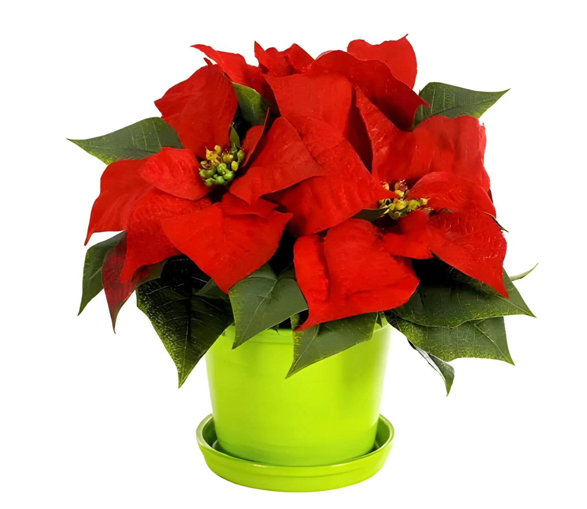 Christmas Poinsettia Surprise